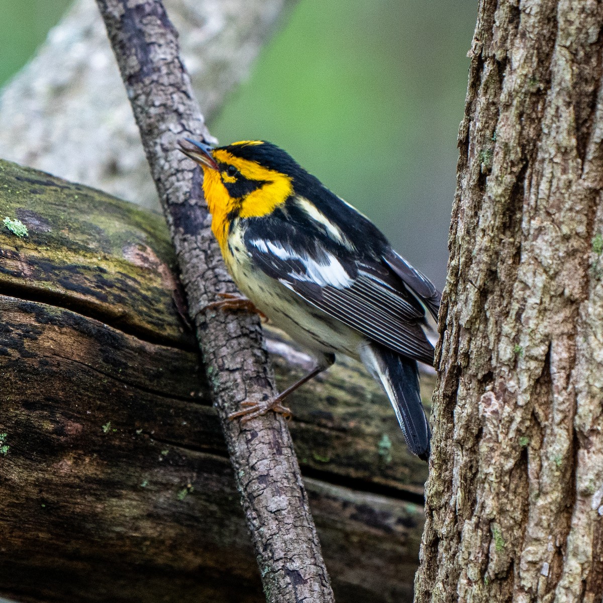 キマユアメリカムシクイ - ML107873001