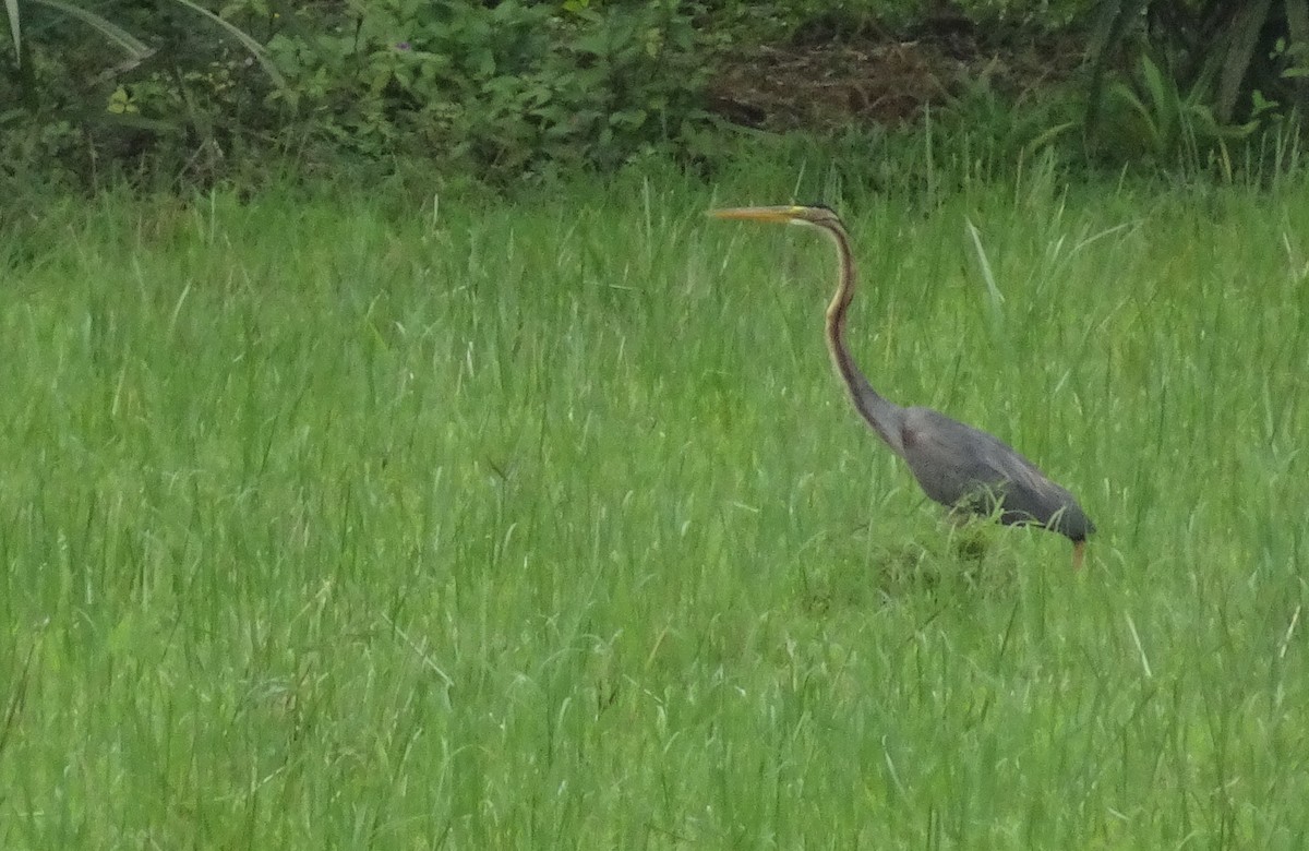 Purple Heron - ML107874281