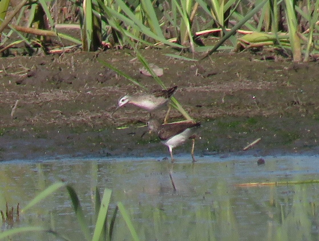 Solitary Sandpiper - ML107874631