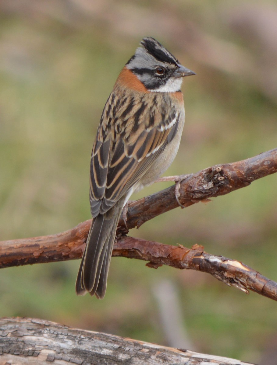 Rufous-collared Sparrow - ML107875681