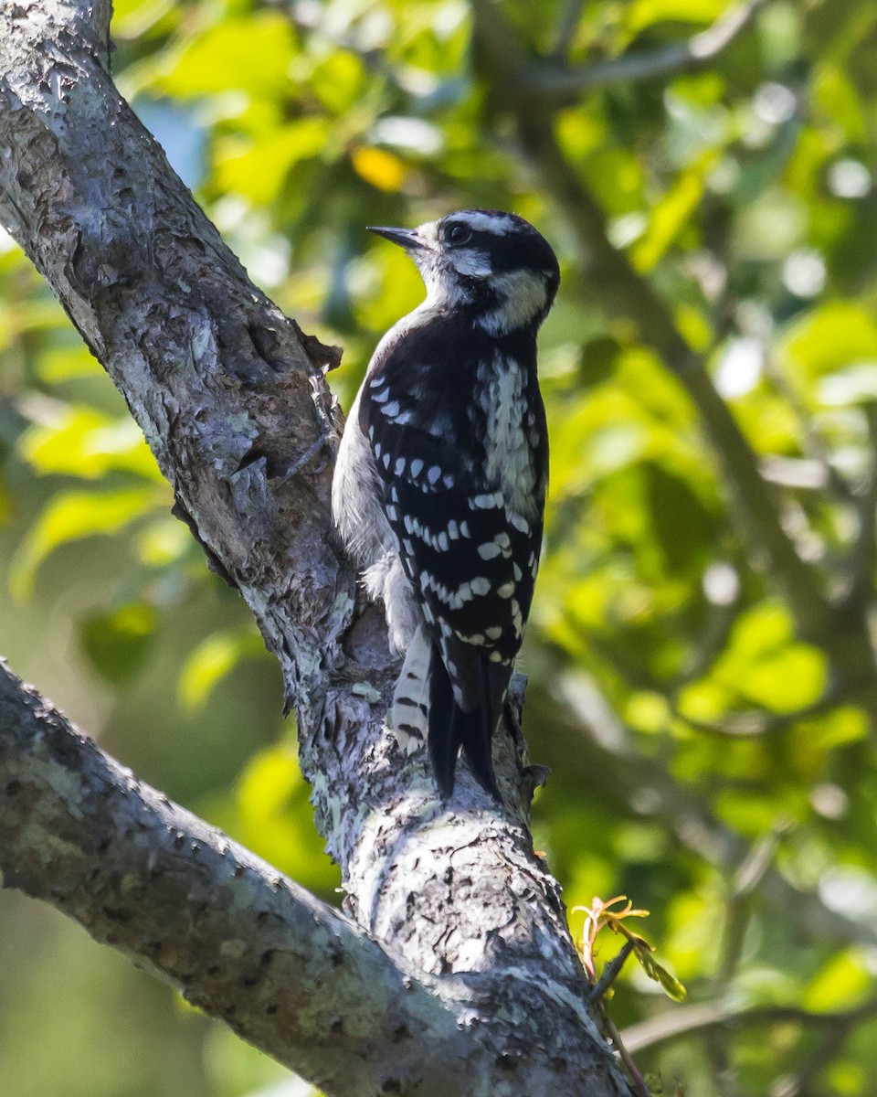 Downy Woodpecker - ML107877771