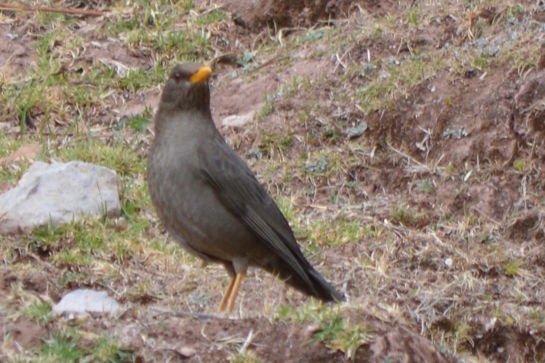 Chiguanco Thrush - ML107877911