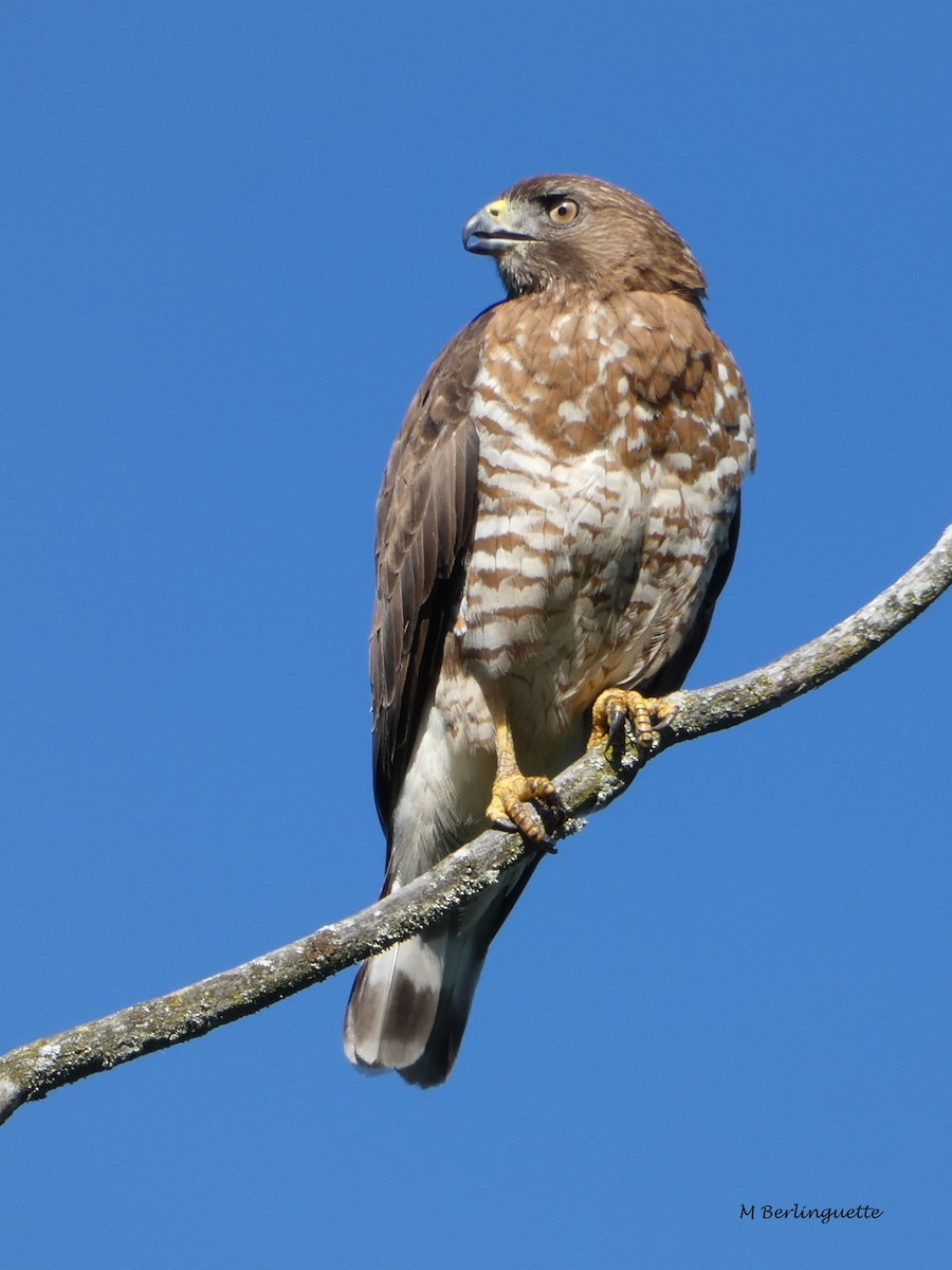 Broad-winged Hawk - Monique Berlinguette