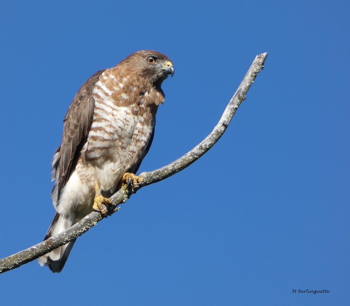 Broad-winged Hawk - Monique Berlinguette