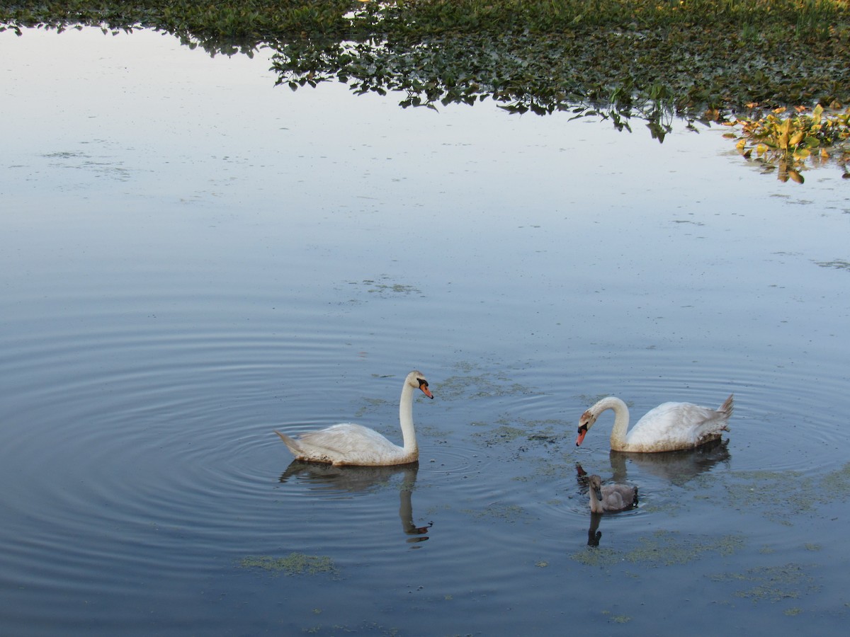 Mute Swan - Adrienne McGill