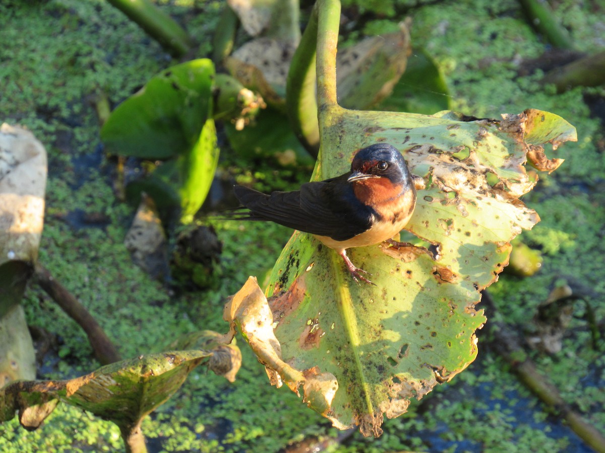 Barn Swallow - ML107880401