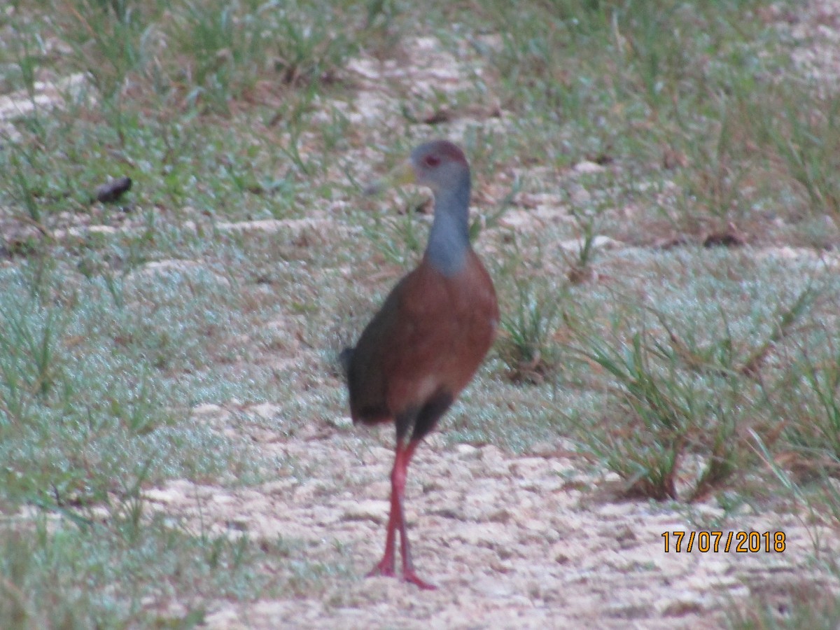 Russet-naped Wood-Rail - ML107880821