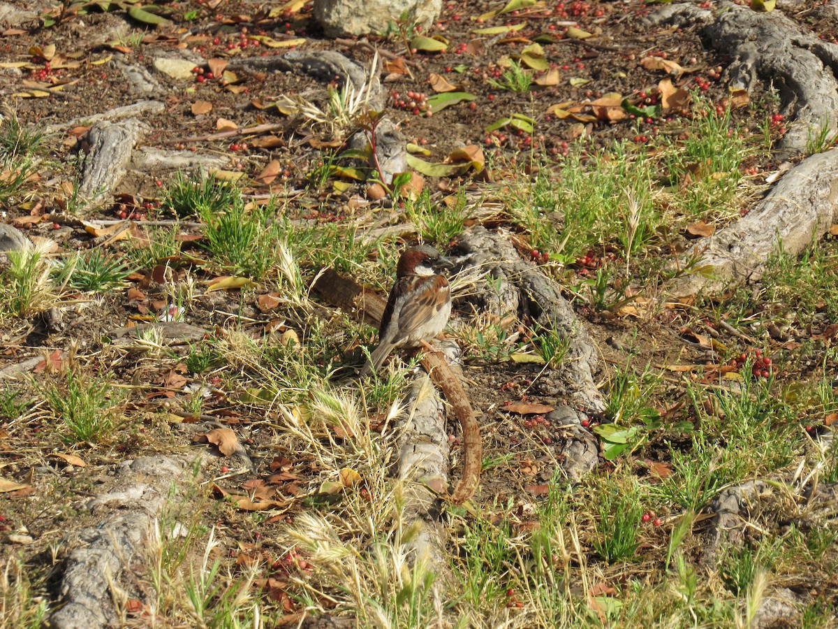 House Sparrow - ML107881881