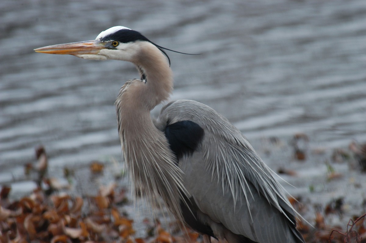 Great Blue Heron - ML107882481