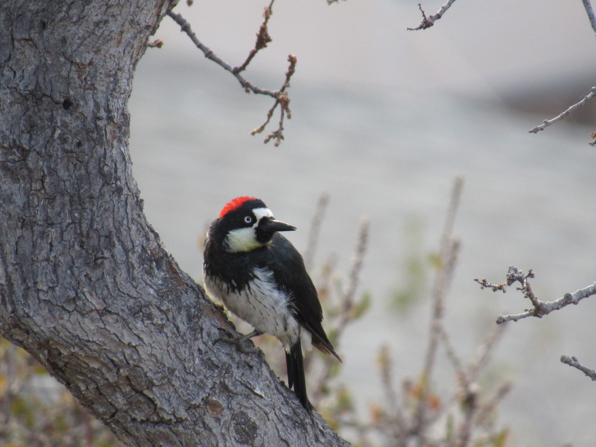 Acorn Woodpecker - ML107882701