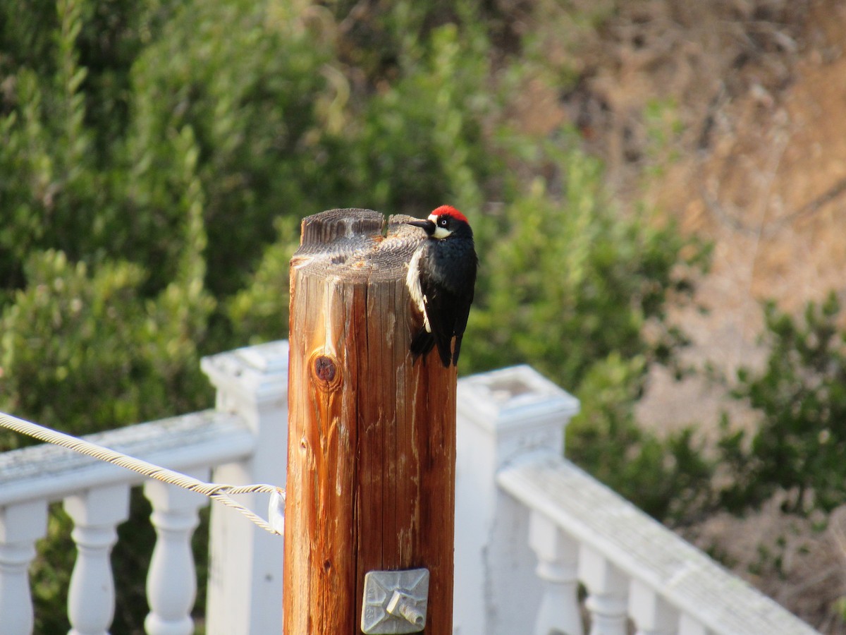 Acorn Woodpecker - Adrienne McGill