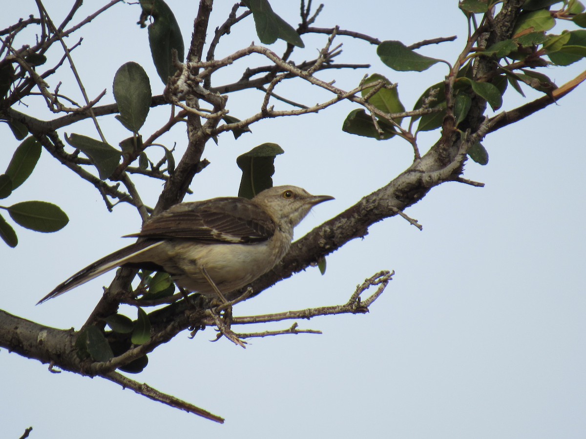 Northern Mockingbird - ML107882951