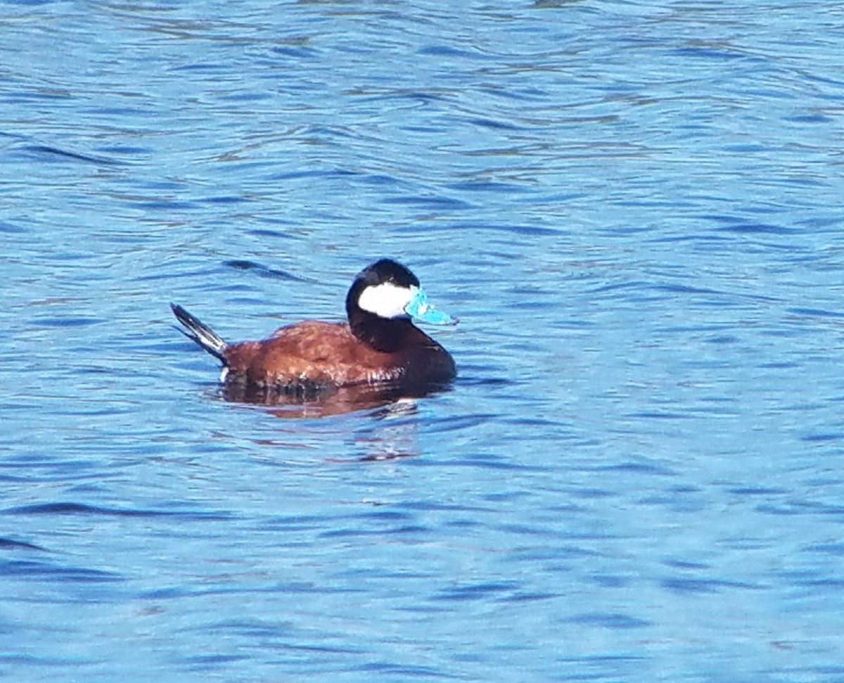 Ruddy Duck - ML107883251