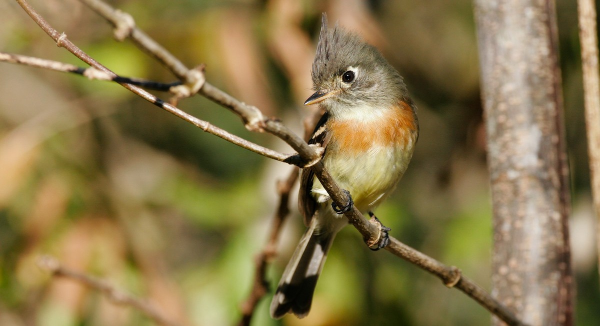 Belted Flycatcher - ML107883451