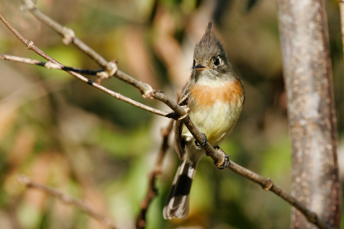 Belted Flycatcher - ML107883471