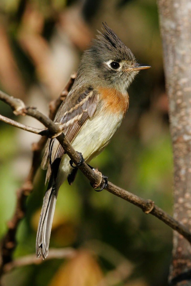 Belted Flycatcher - ML107883481