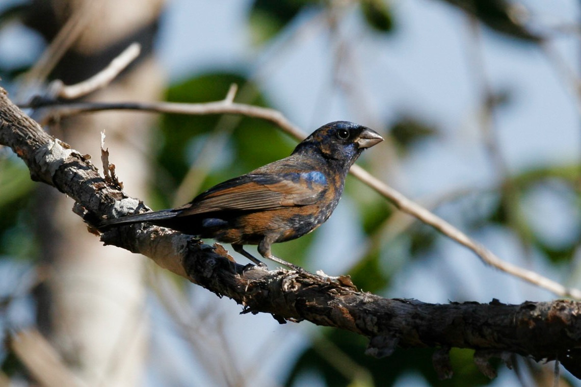 Blue Bunting (Middle America) - ML107883591