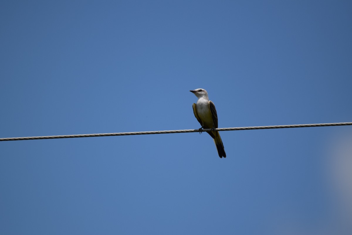 Scissor-tailed Flycatcher - ML107883841