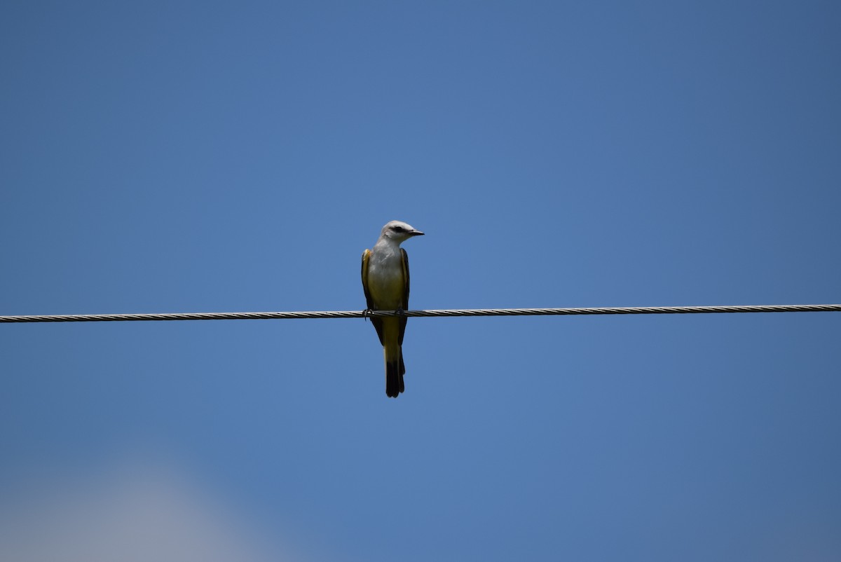 Scissor-tailed Flycatcher - ML107883861