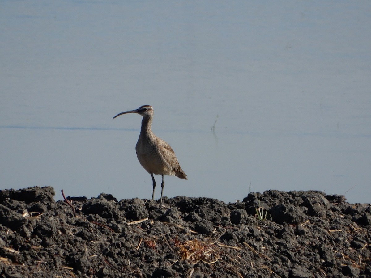 Whimbrel - ML107886111