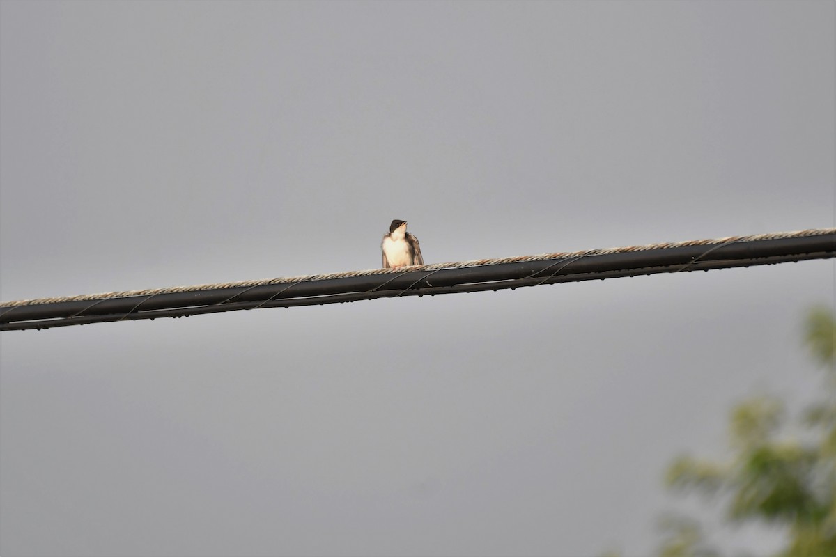 Tree Swallow - Christopher Johnson