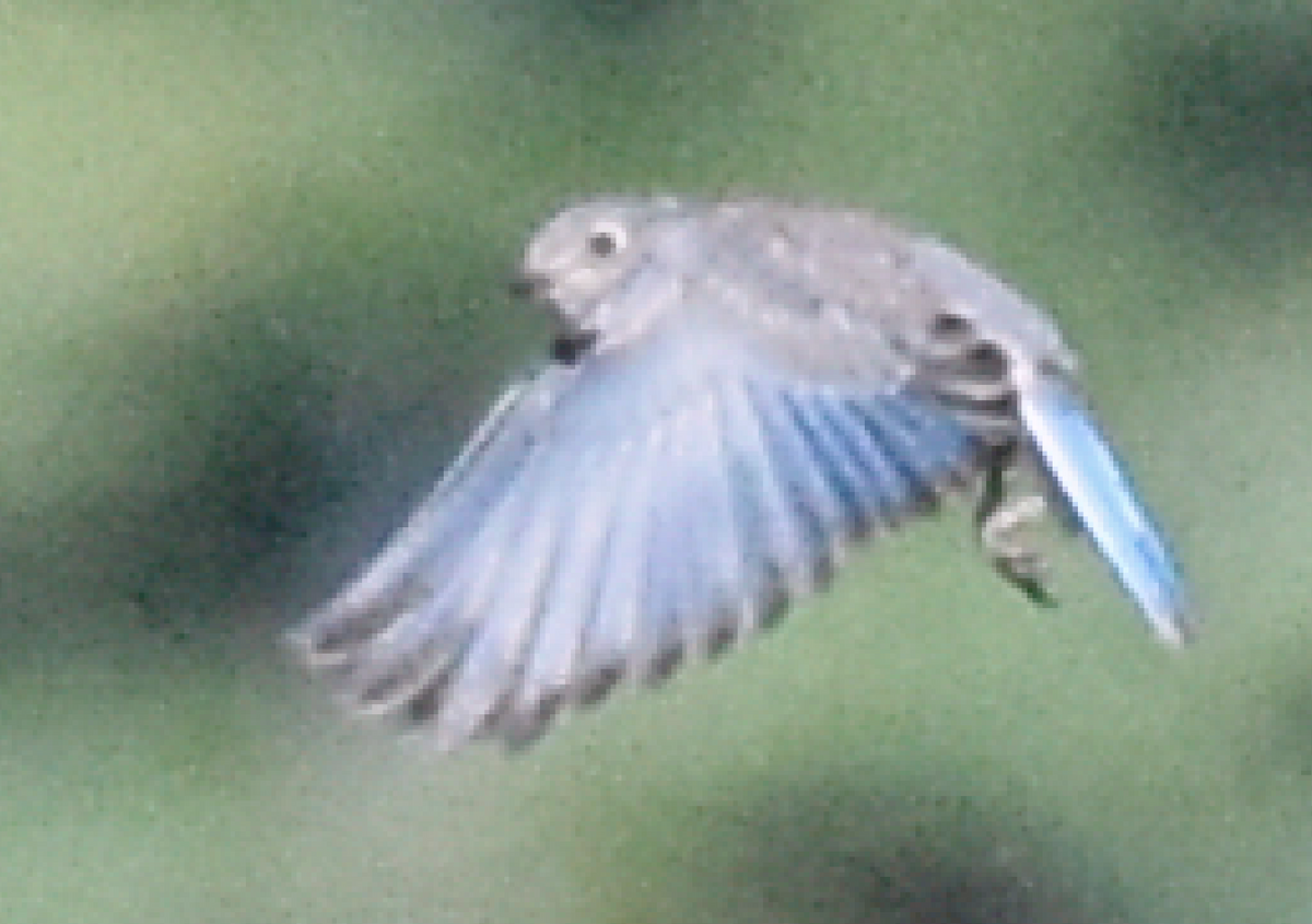 bluebird sp. - ML107889101