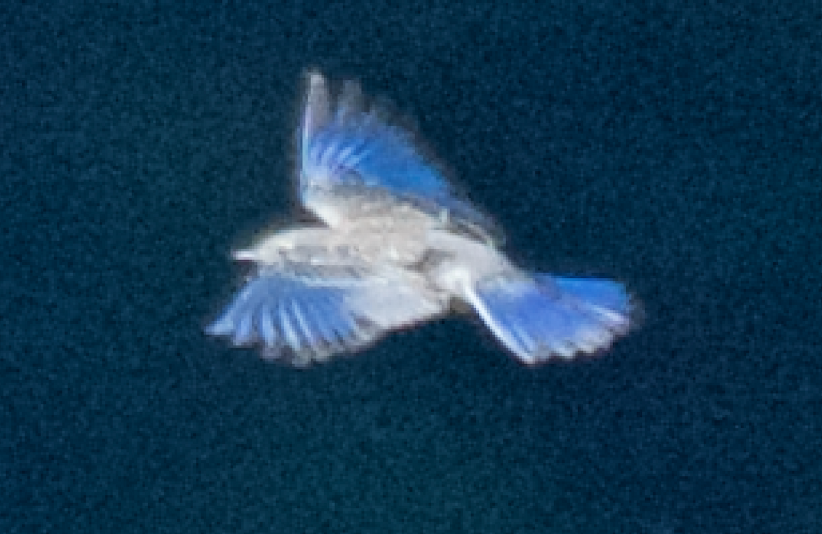 bluebird sp. - ML107889121