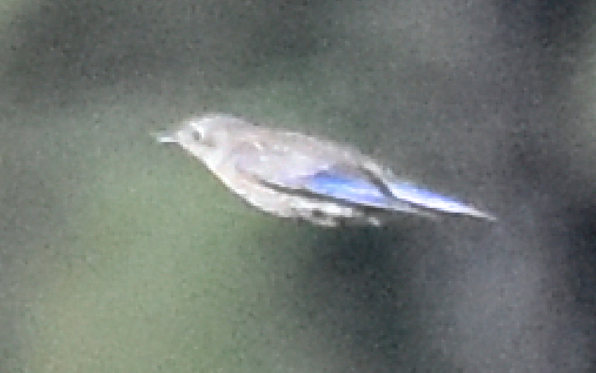 bluebird sp. - ML107889141