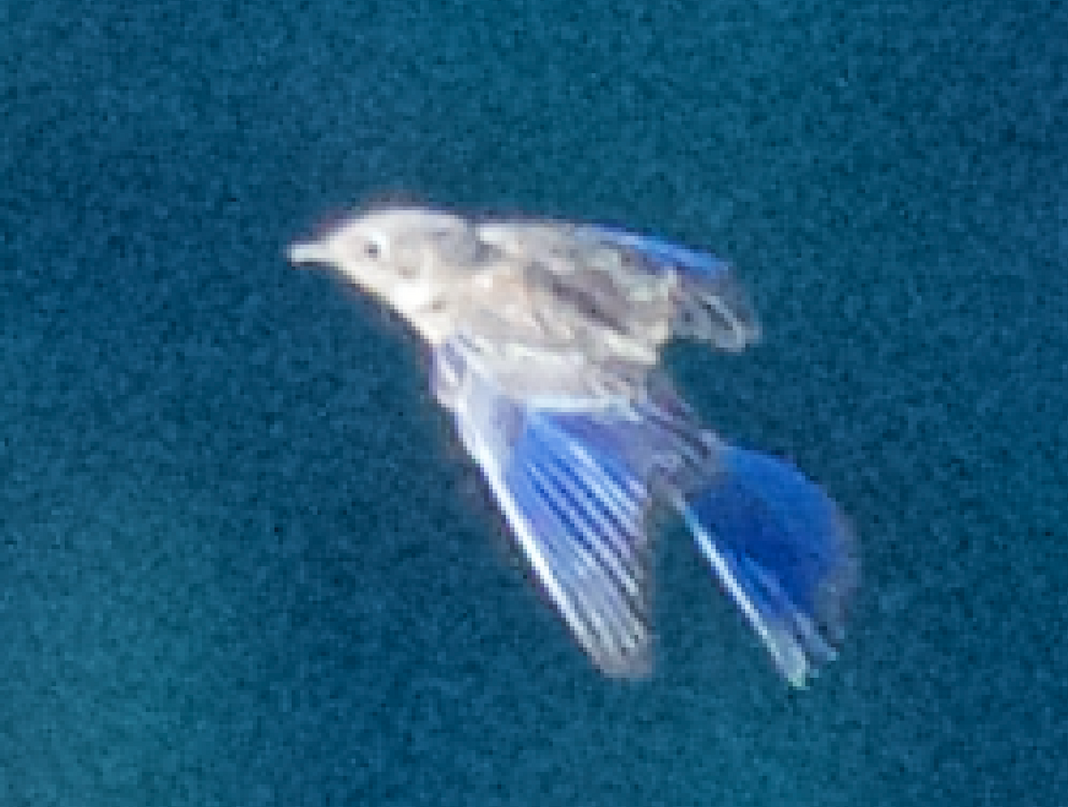bluebird sp. - ML107889201