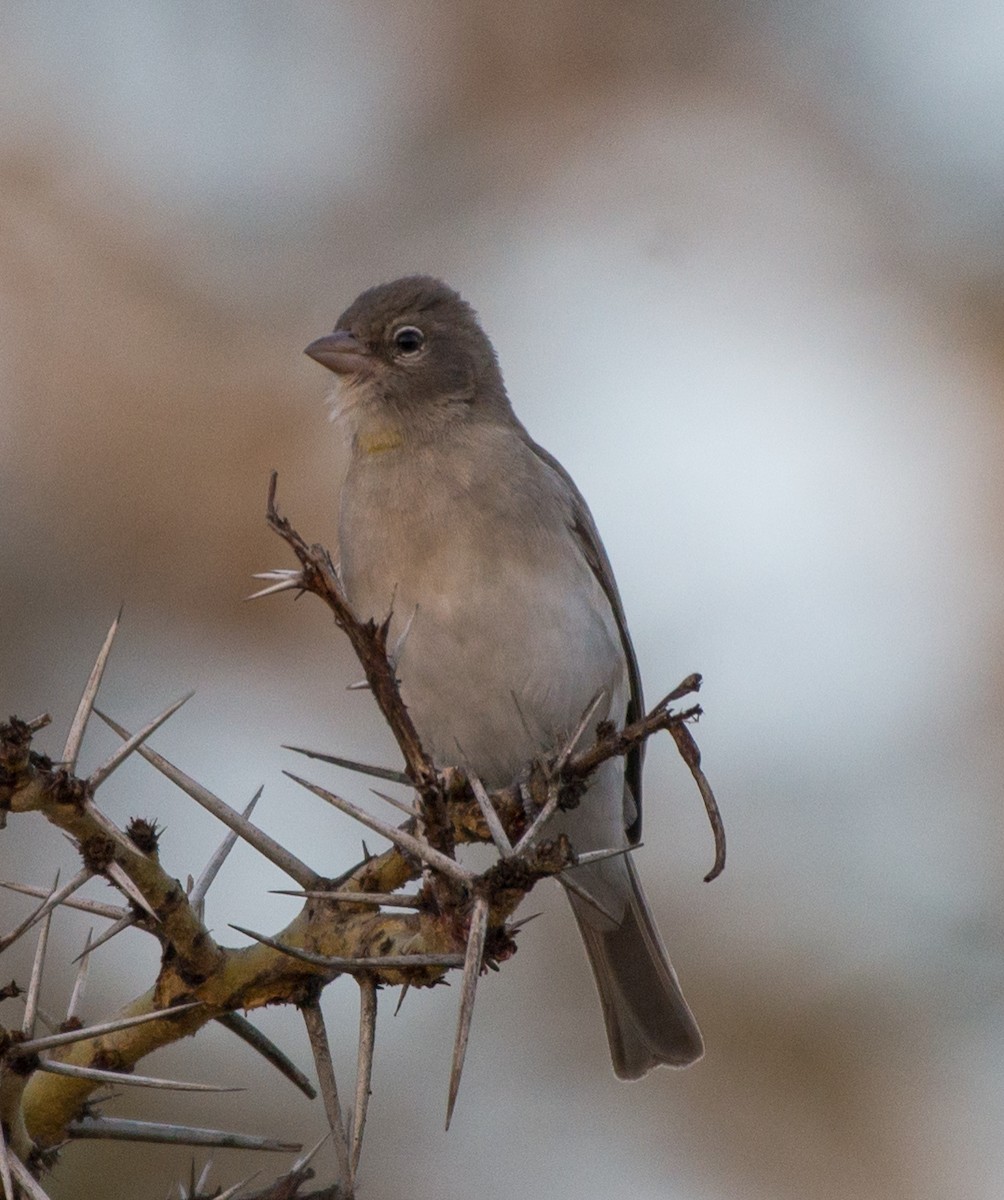 Yellow-spotted Bush Sparrow - Simon Carter