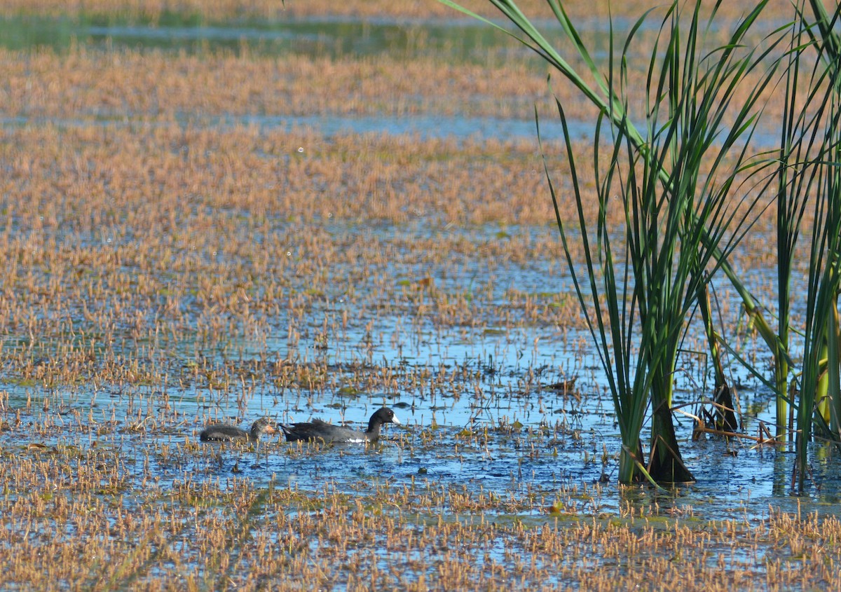 American Coot - ML107891011