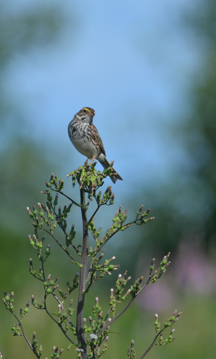 Savannah Sparrow - ML107891141