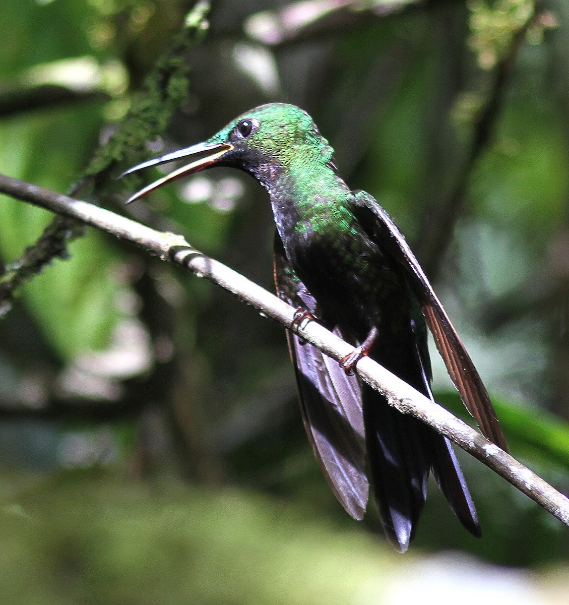 kolibřík zelenoprsý - ML107891711