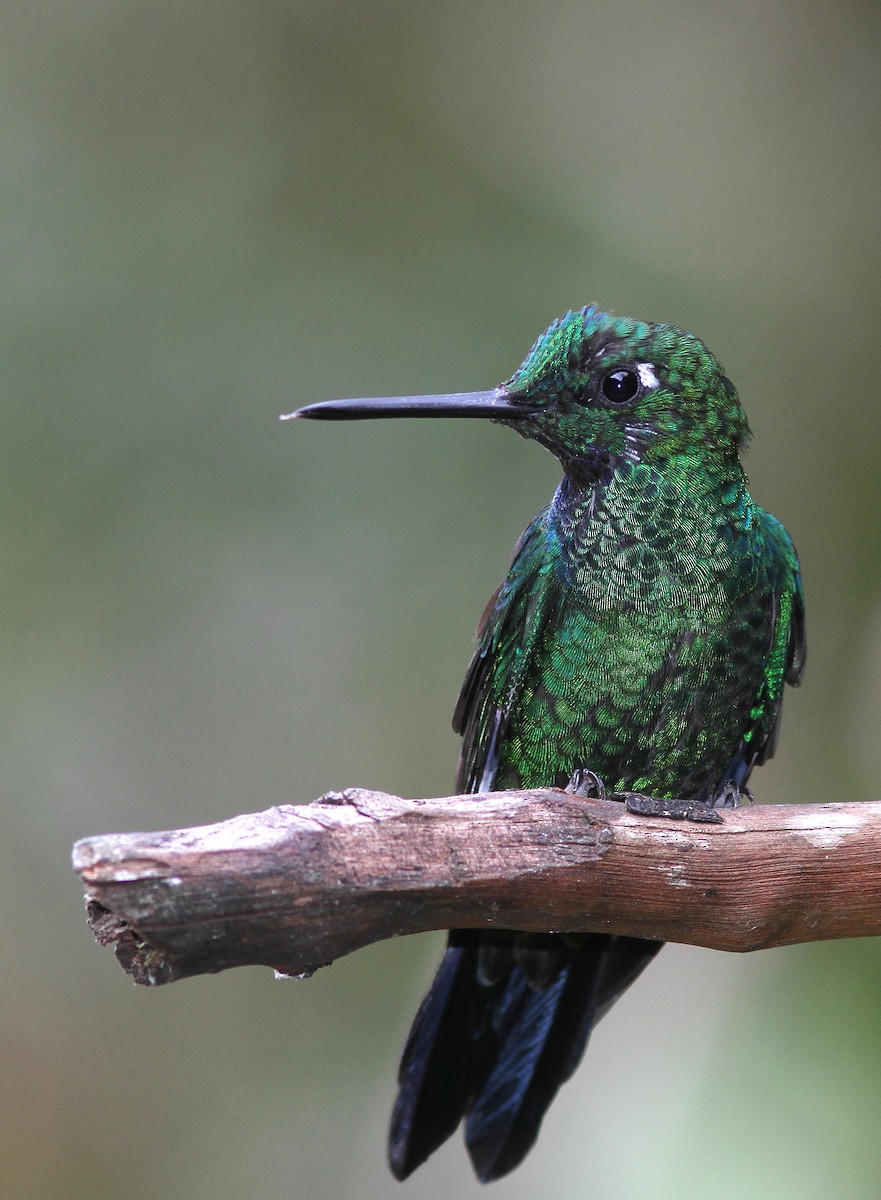 Green-crowned Brilliant - Guy Poisson