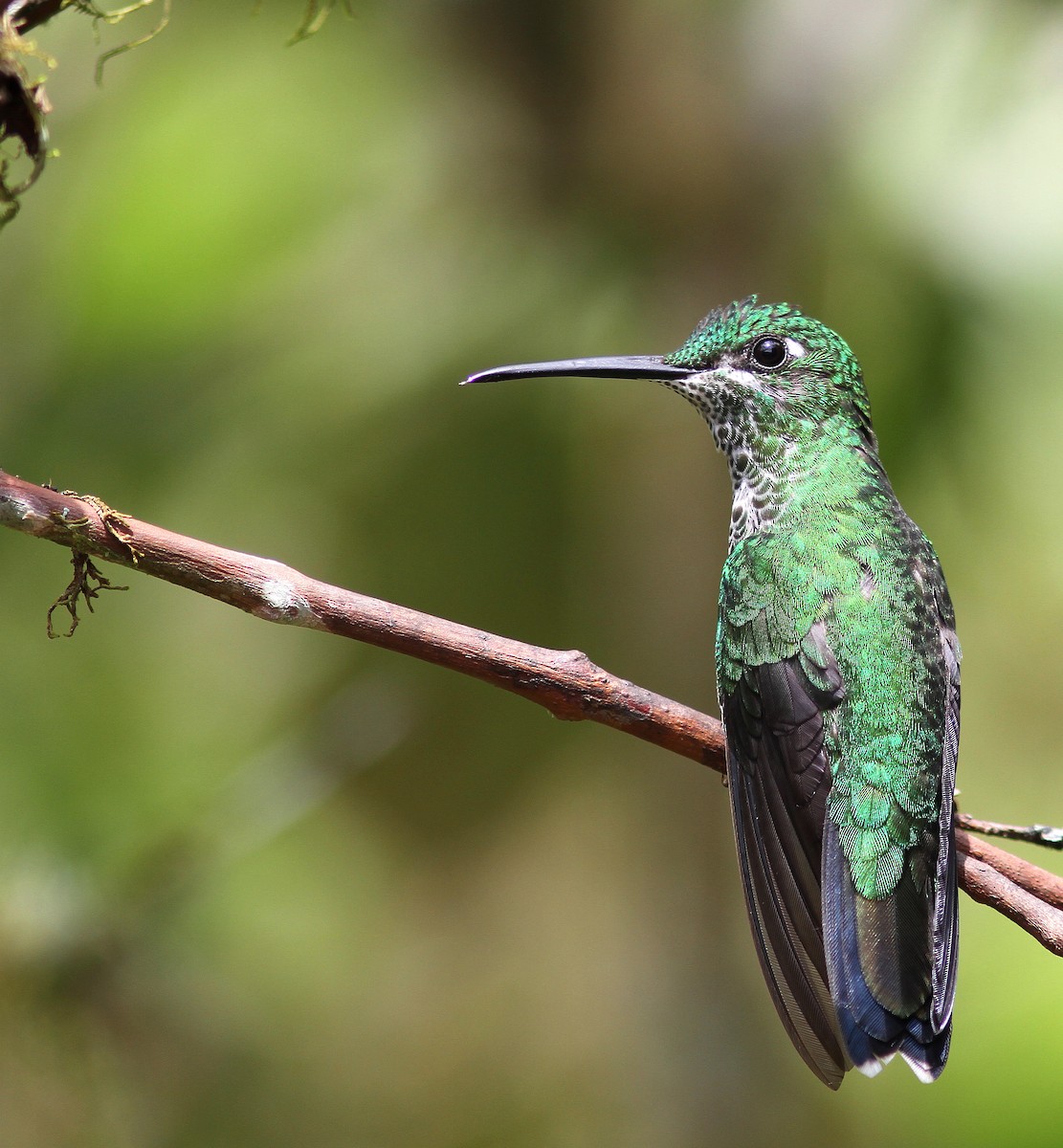 Green-crowned Brilliant - ML107892021