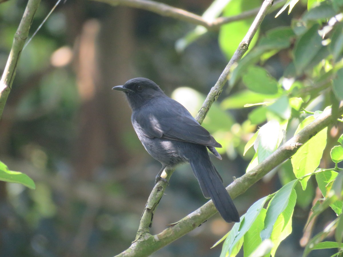 Northern Black-Flycatcher - Nicholas Fordyce - Birding Africa
