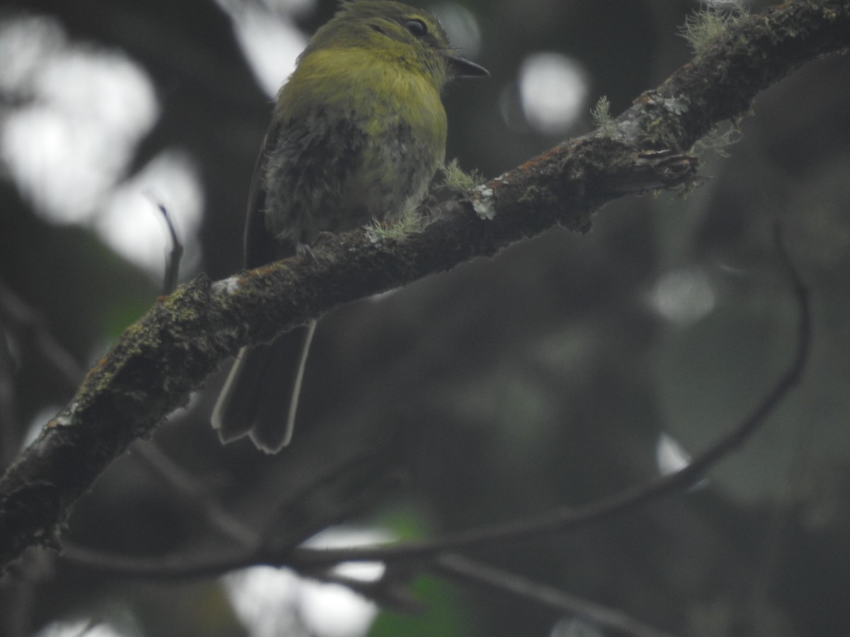 Flavescent Flycatcher - Julio Calderón Birding Tour Guide 🦉