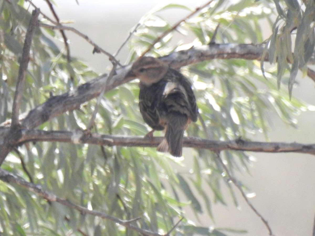 Spanish Sparrow - ML107897221