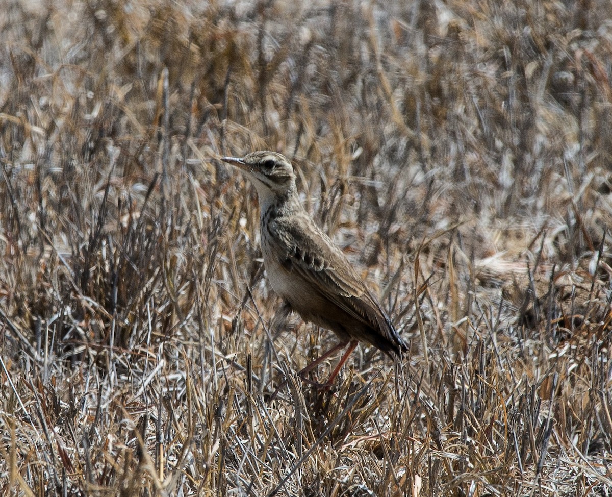 African Pipit - Simon Carter