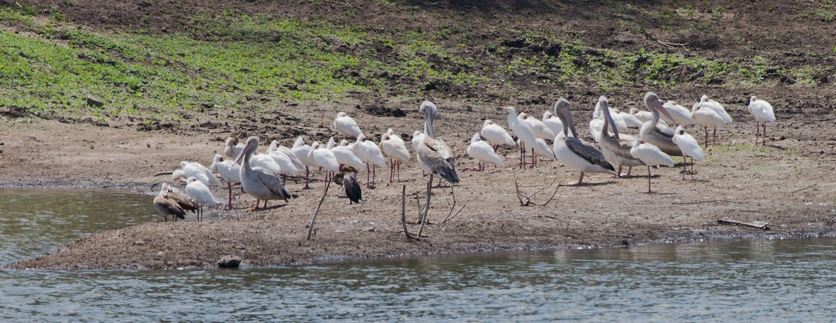 Pink-backed Pelican - ML107899161