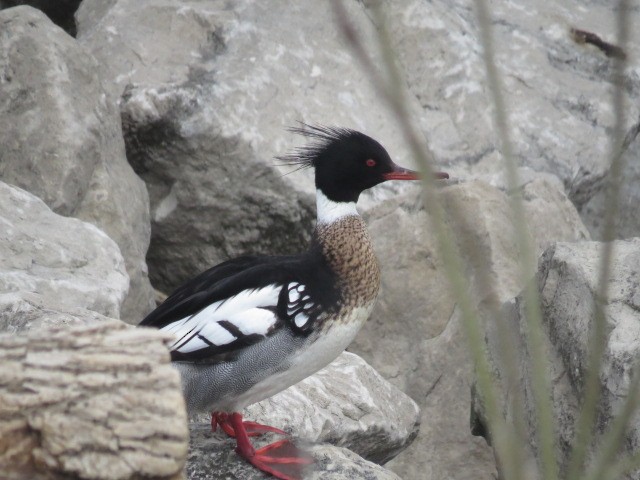 Red-breasted Merganser - ML107900291