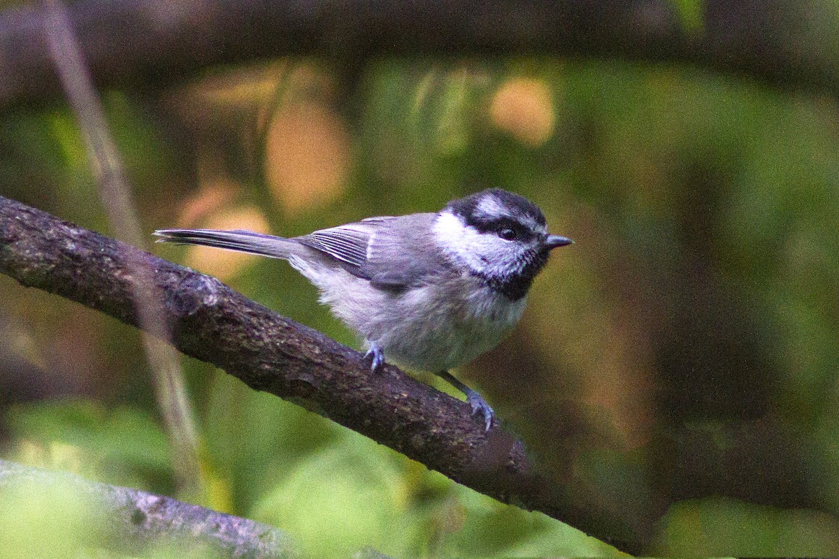Mésange de Gambel - ML107901161