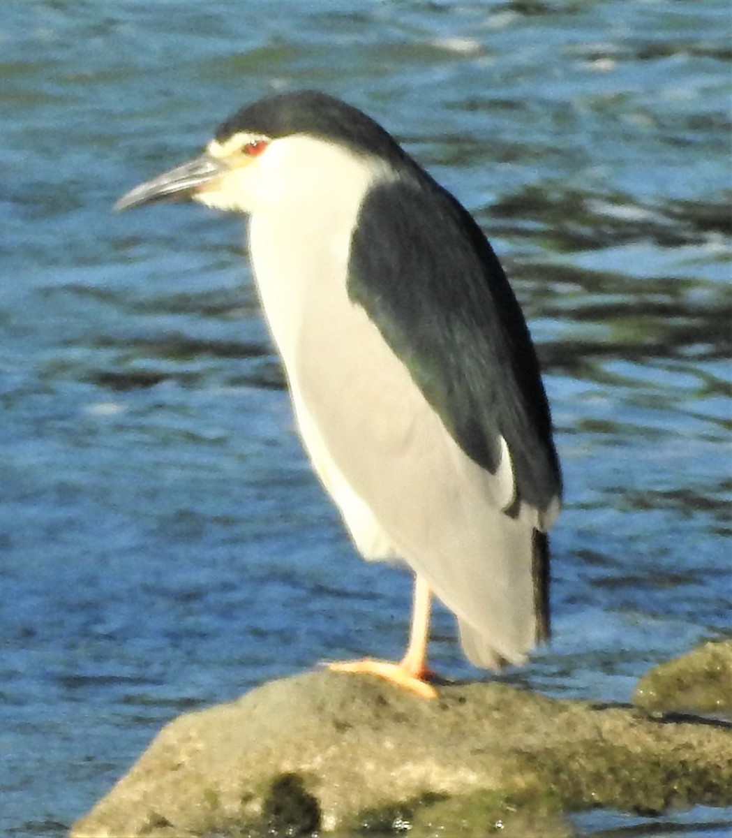 Black-crowned Night Heron (Eurasian) - Lucio 'Luc' Fazio