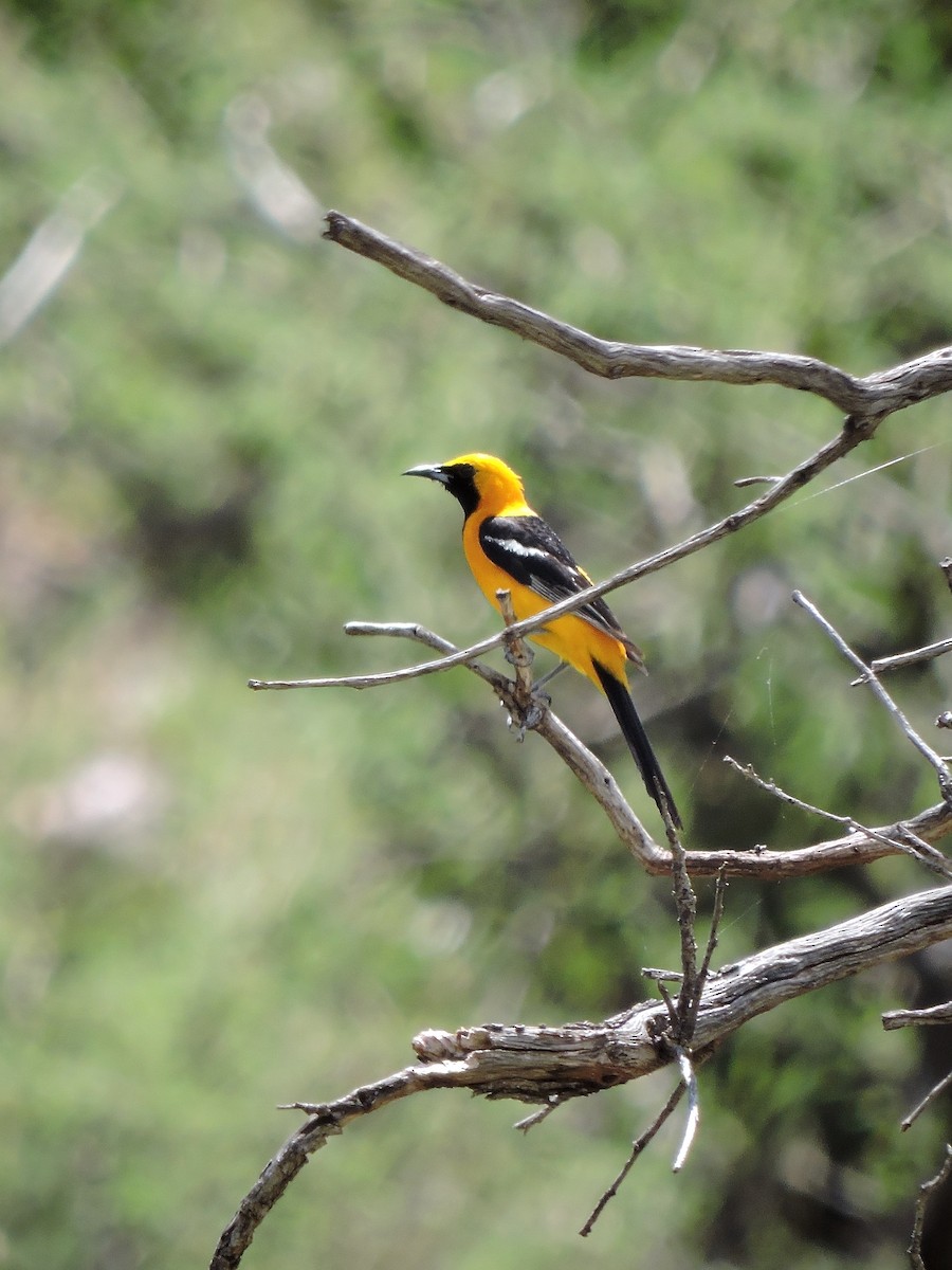 Hooded Oriole - ML107903401