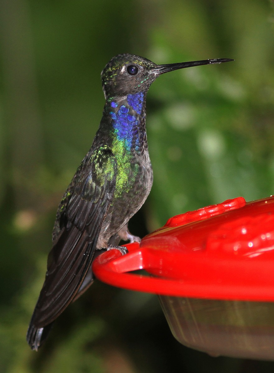 Colibrí del Napo - ML107905261