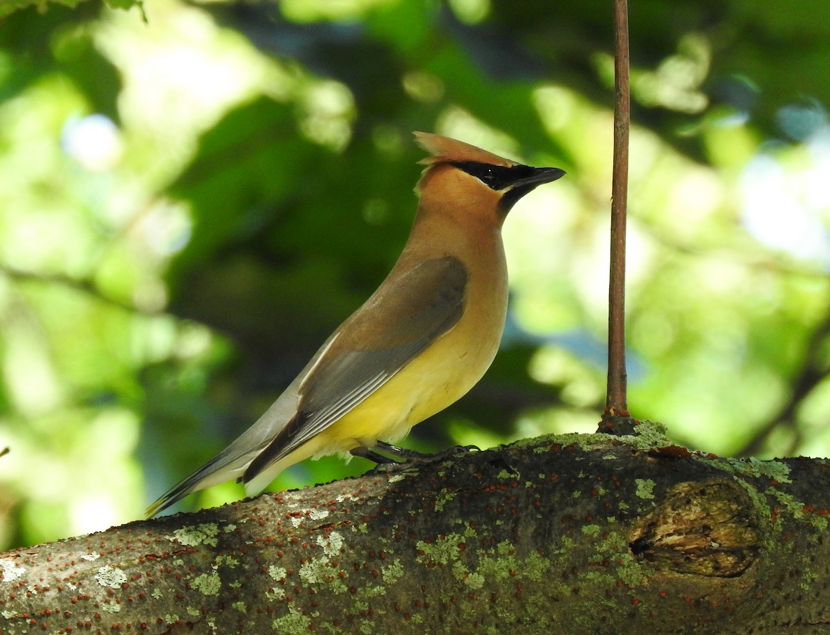 Cedar Waxwing - Cristina Hartshorn