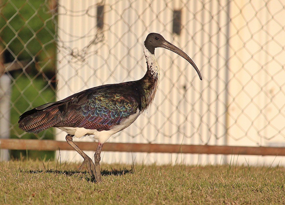 Straw-necked Ibis - ML107906111
