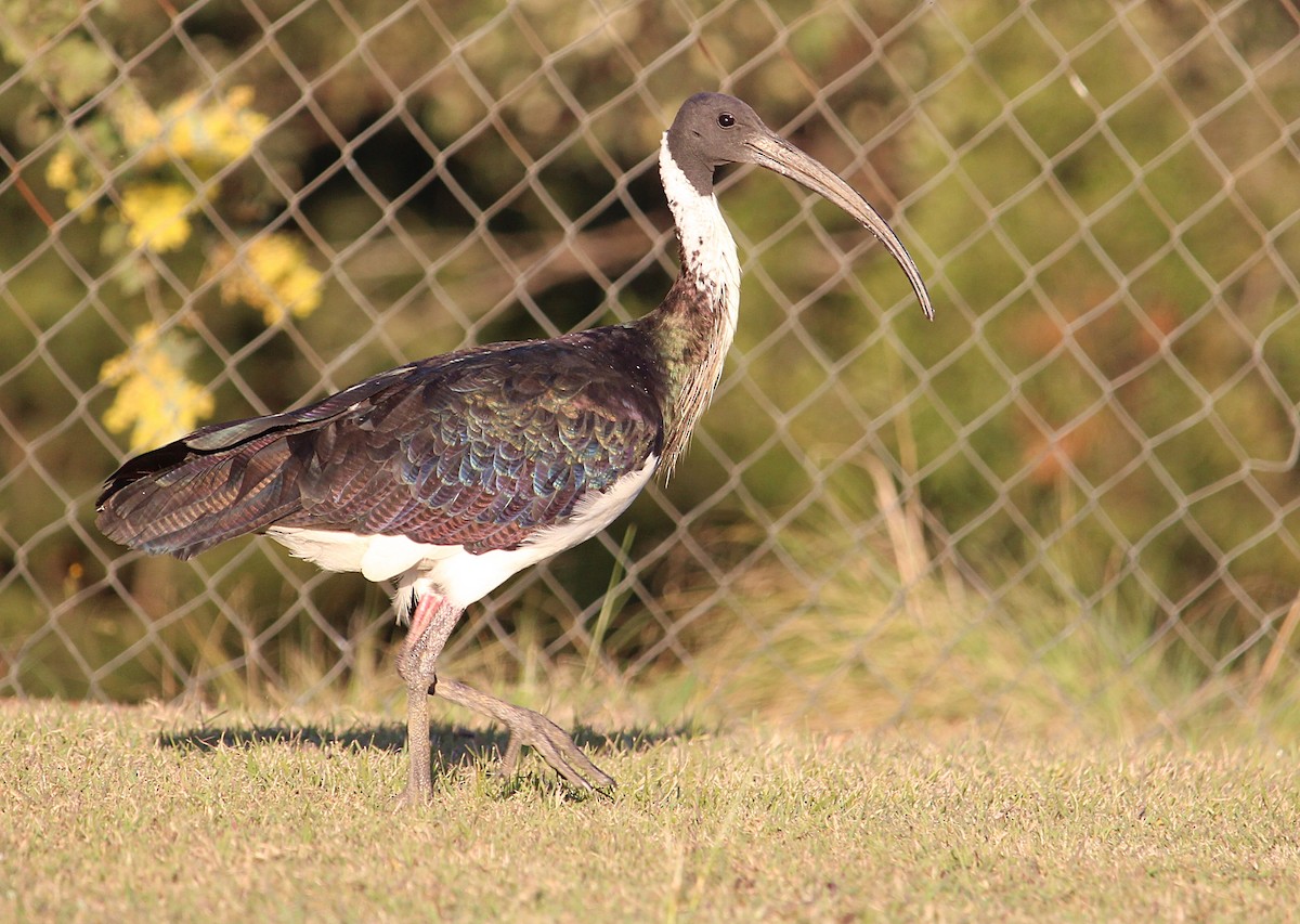 Straw-necked Ibis - ML107906261