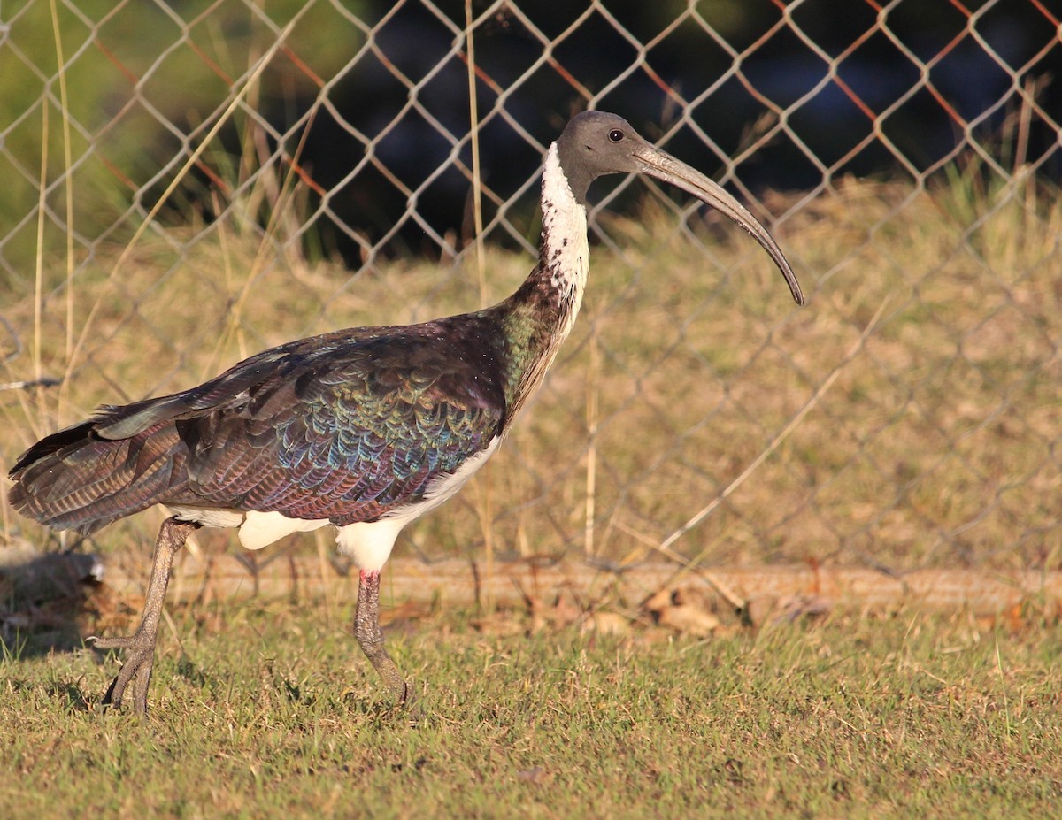 Straw-necked Ibis - ML107906391