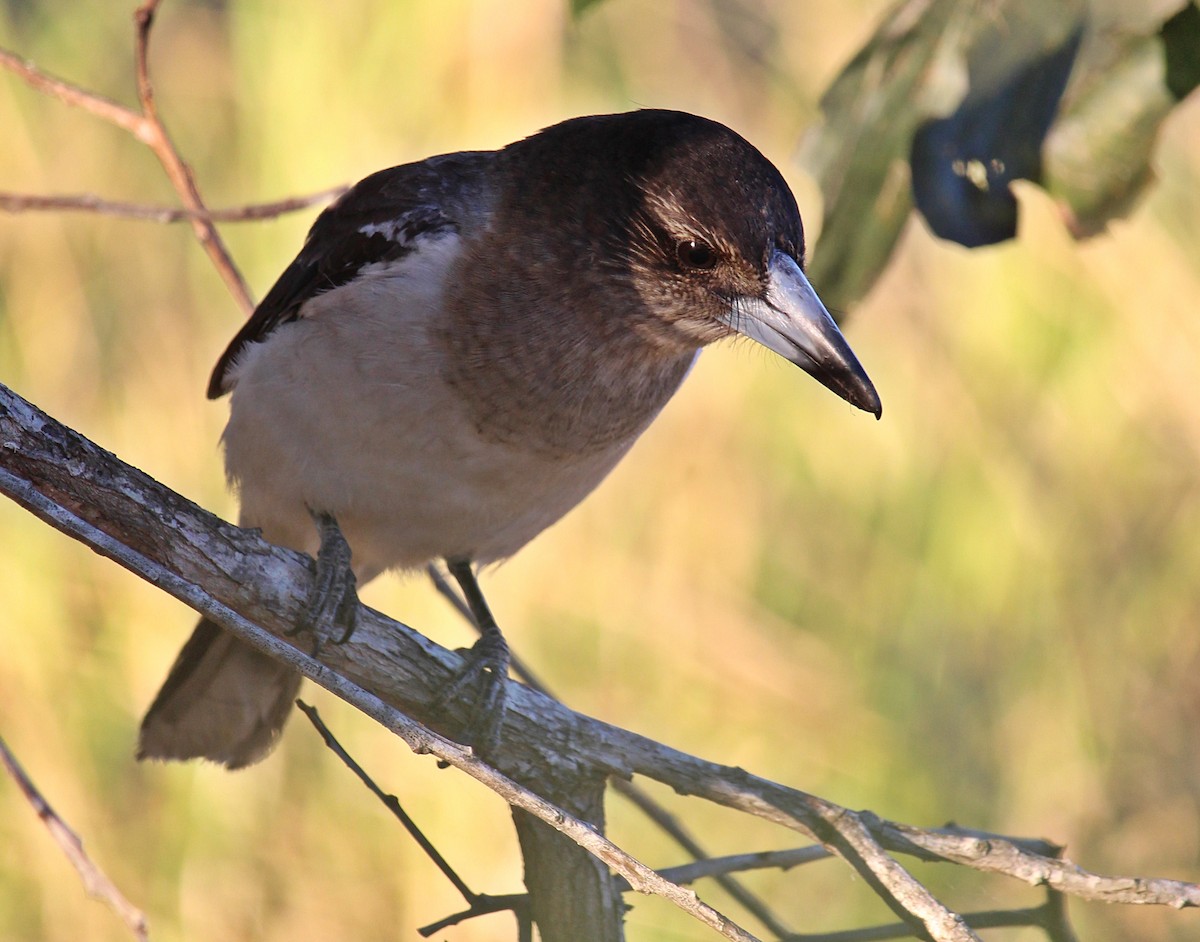 Pied Butcherbird - ML107906541